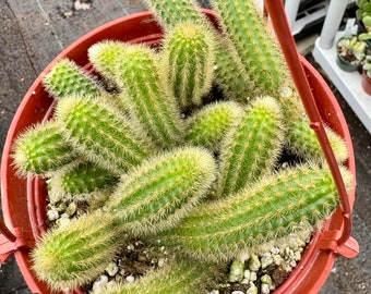 6” pot full Golden Rat tails Cleistocatus live plant low water easy care