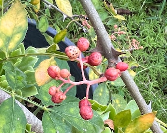 Fresh Sichuan Pepper seeds/Zanthoxylum bungeanum Maxim seeds/Sichuan peppercorn seeds/新鮮花椒種子