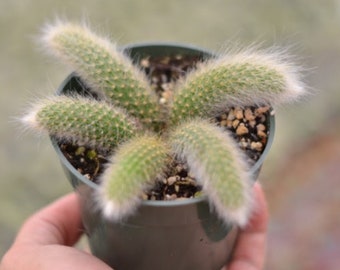 4” pot Monkey’s Tail Cactus/ Cleistocactus Colademononis/Hildewintera Colademononis