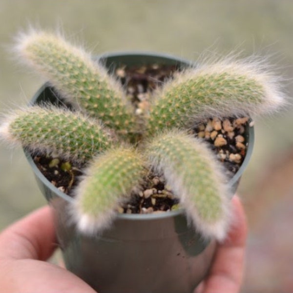 4” pot Monkey’s Tail Cactus/ Cleistocactus Colademononis/Hildewintera Colademononis/pre sale ship in April