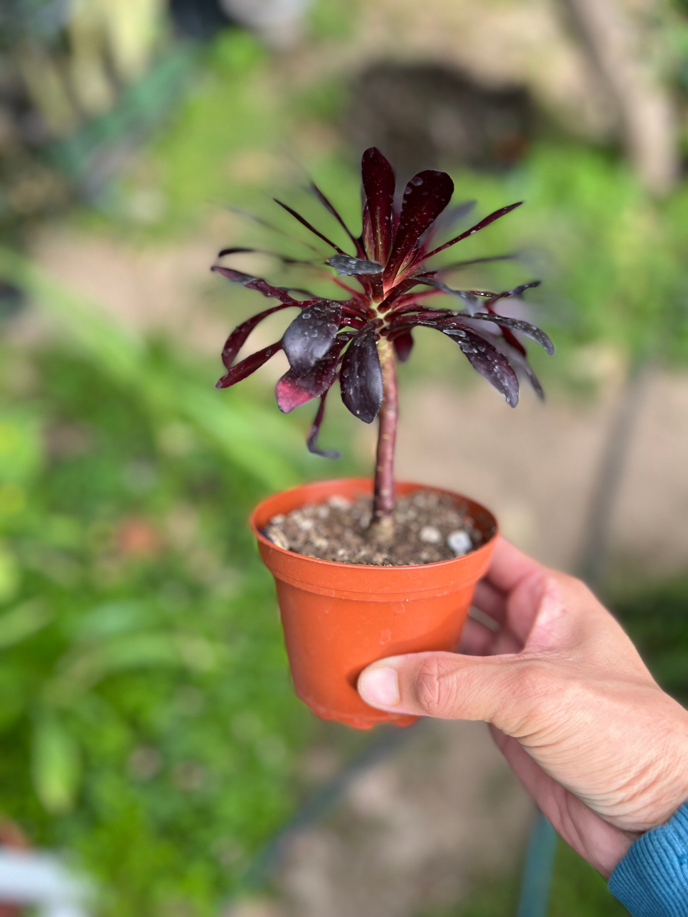 4” pot Aeonium arboreum atropurpureum variegata Zwartkop/Royal Pinwheel/ succulents collection Aeonium collection easy care