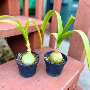 May include: Two potted onion plants with green leaves and a bulbous base. The plants are in small black pots, sitting on a weathered, reddish-brown wooden surface. The background shows a glimpse of a green structure.