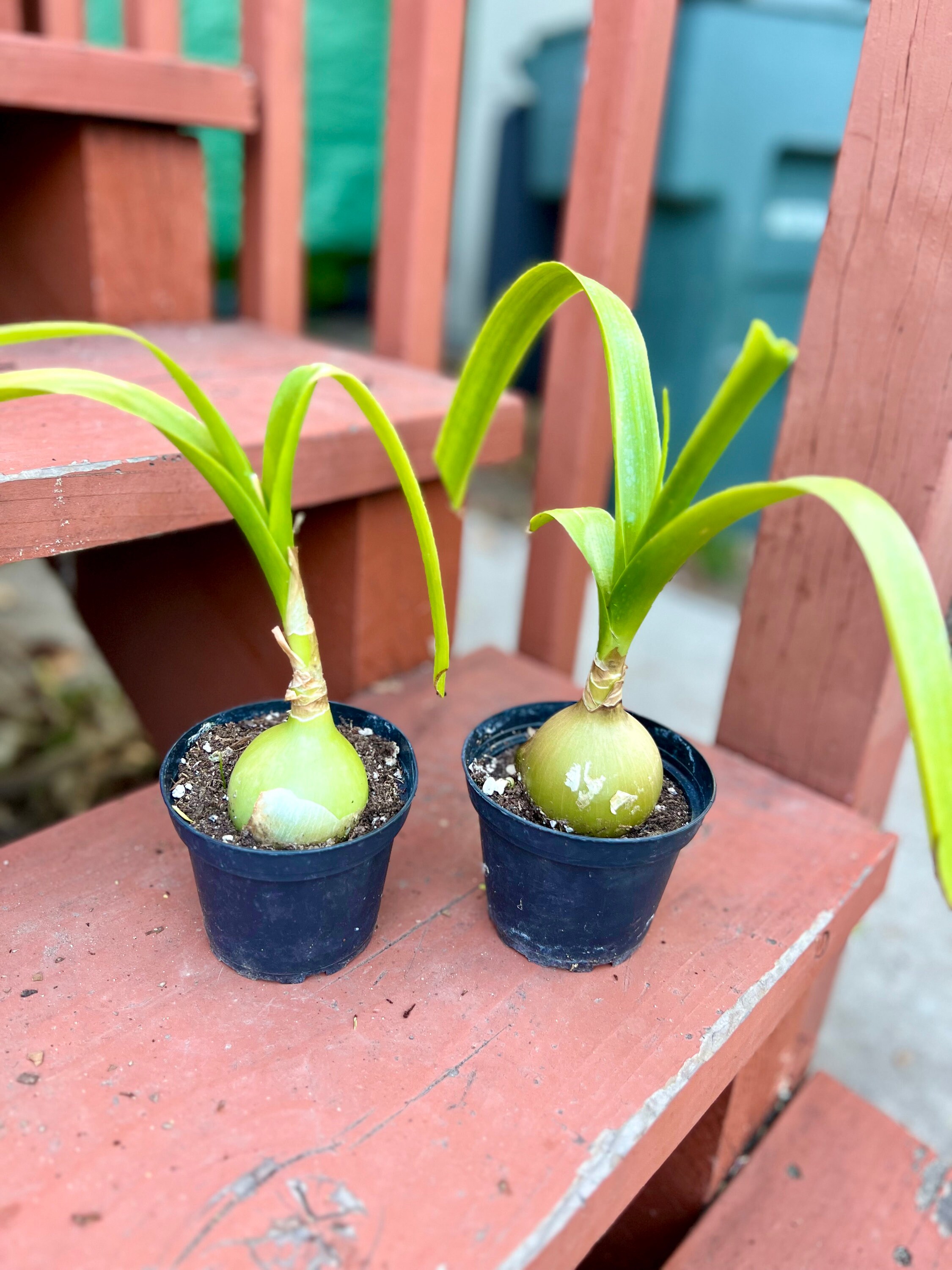 4” pot Albuca bracteata/pregnant onion/false sea onion/sea-onion/easy care