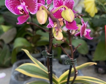 2” pot mini Phalaenopsis Variegata Sogo Yenlin(Sogo Vivien x Sogo Beny)/good for gift/live plant/Rare orchid/Variegated Orchid/easy care