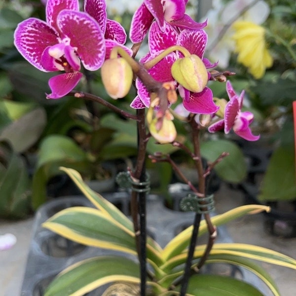 2” pot mini Phalaenopsis Variegata Sogo Yenlin(Sogo Vivien x Sogo Beny)/good for gift/live plant/Rare orchid/Variegated Orchid/easy care