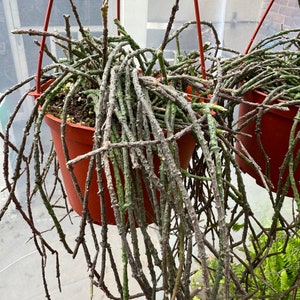 XL 6” pot Cynchanum marnierianum/dead stick plant/Bundle of Sticks Plant/good for gift/rare plant