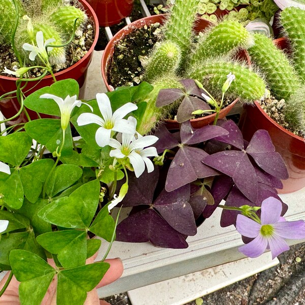 2” Purple or Green Oxalis /Purple & green Shamrock / Purple False /purple Love Plant/ now flowering