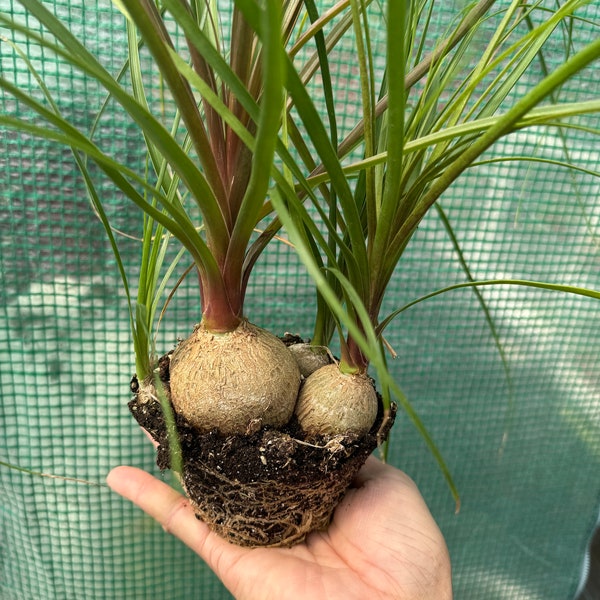 4” pot Beaucarnea recurvata/elephant’s foot/ponytail palm live plant/ easy care/good for gift