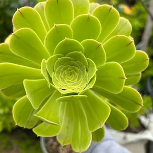 6” pot Aeonium arboreum/Aeonium Green Rosette