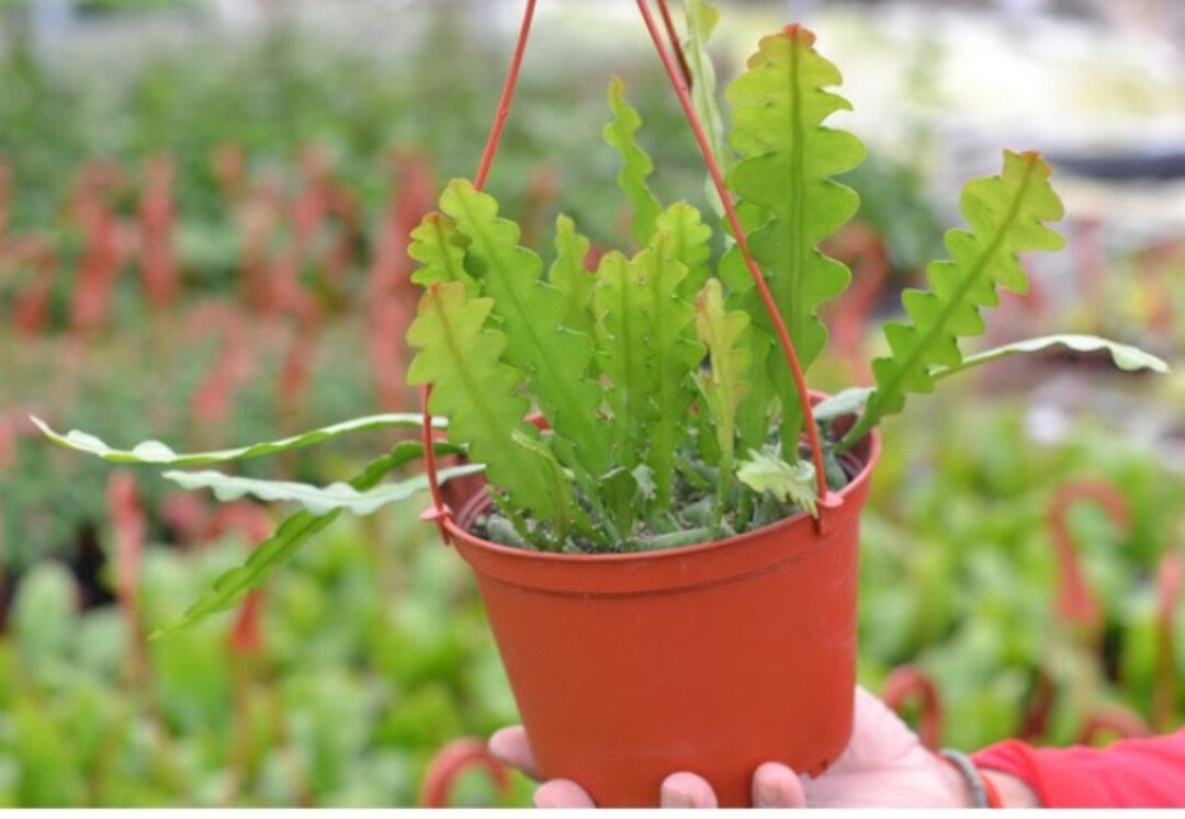 6 Pot Disocactus Anguliger/fishbone Cactus/zig Zag Cactus/exact Plant ...