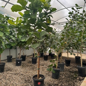 Over 8ft tall Ficus lyrata tree/fiddle-leaf fig/banjo fig/fiddle-leaved fig tree/indoor tree/houseplant/tropical plant