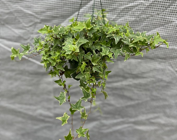6 Pot White Variegated English Ivy White and Green Hedera Helix