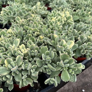 May include: Close-up of a collection of Bear Paw succulents. The plants have thick, green, rounded leaves with a fuzzy texture and reddish tips. The leaves are edged with a creamy yellow color. The plants are in small brown pots.