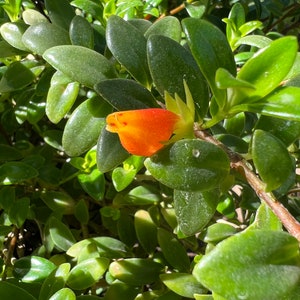 May include: Close-up of a plant with small, oval, green leaves and a vibrant orange and yellow flower. The leaves are glossy and densely packed, creating a lush appearance. The flower is in focus, showcasing its bright colors.