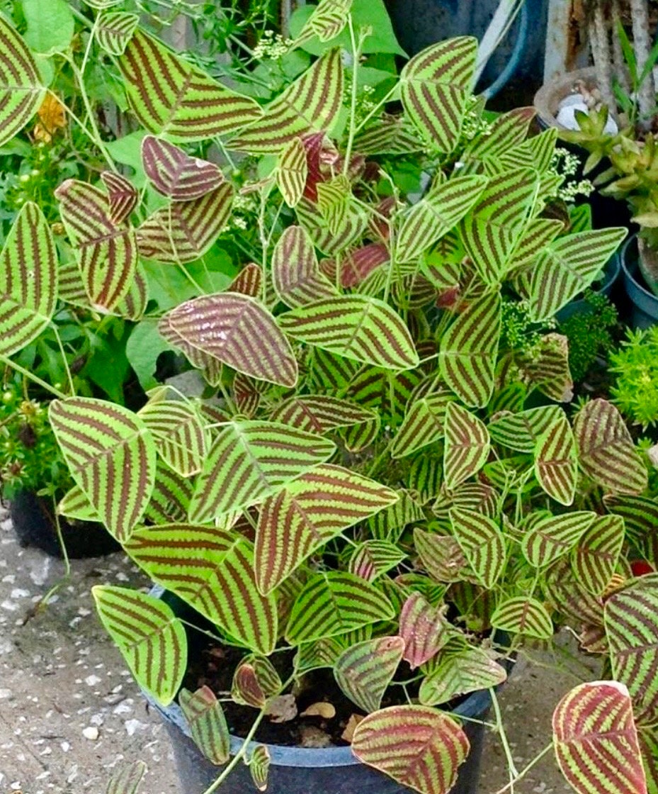 Christia Obcordata For Sale