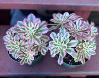 6” pot Aeonium Pink Witch /live plant/succulents collection/multiple heads/rare plant/Exact plants