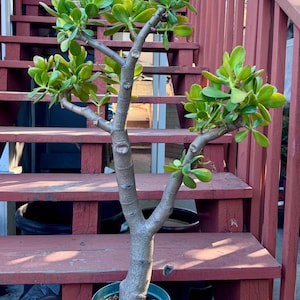 8” pot Crassula ovata live plant/ jade plant lucky plant money plant or money tree succulent/exact plant/Bonsai styling/ship Without pot