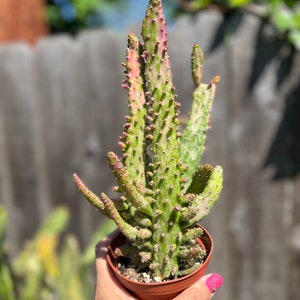 4” pot live plant Variegated cactus opuntia monacantha cactus/outdoor indoor plant/single plant ship without pot
