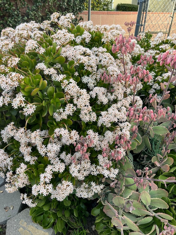 6 X 2 Crassula Ovata, Jade Plant, Lucky Plant, Money Plant or Money Tree  Succulent CUTTINGS - Etsy