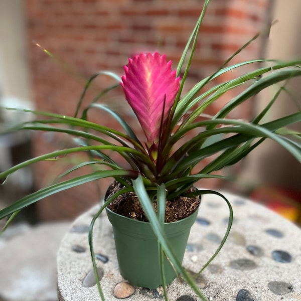 4” pot live Bromeliad Tillandsia blooming plant / air plant Wallisia cyanea/ Pink quill easy care/exotic and tropical