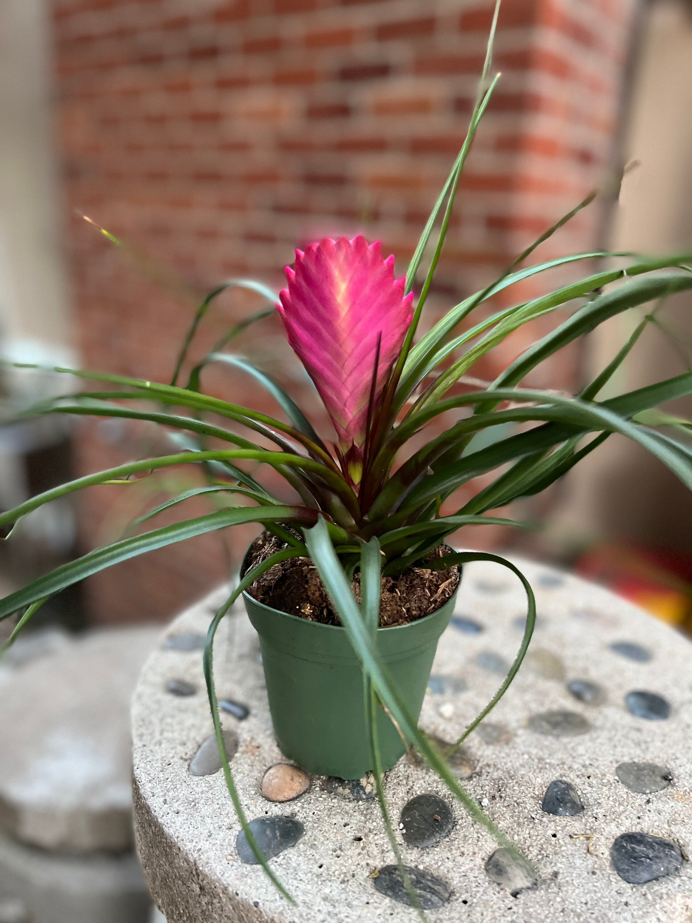 Tillandsia cyanea ‘White' T'S TROPICALS Tillandsia cyanea 'White' T'S TROPICALS