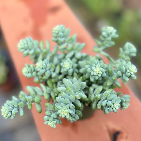 Very full 4” pot Donkey Tails succulents /Sedum Burrito