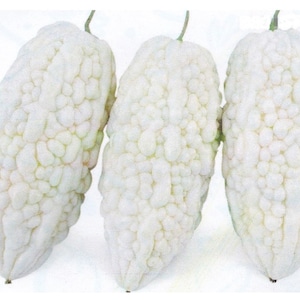 4” pot white fruit bitter melon vine/白玉苦瓜/水果白玉苦瓜/New varieties