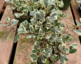 6” pot Ficus Triangularis Variegata/easy care/house plant/good for gift/office plant