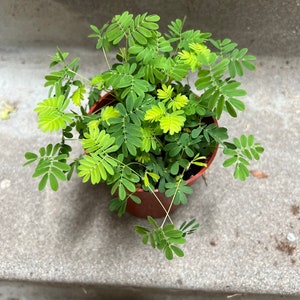 4” pot Live plant Mimosa pudica /Fairy Sensitive Plant/ hard to find/ easy care /rare plant含羞草/many plants in a pot/Tropical plant