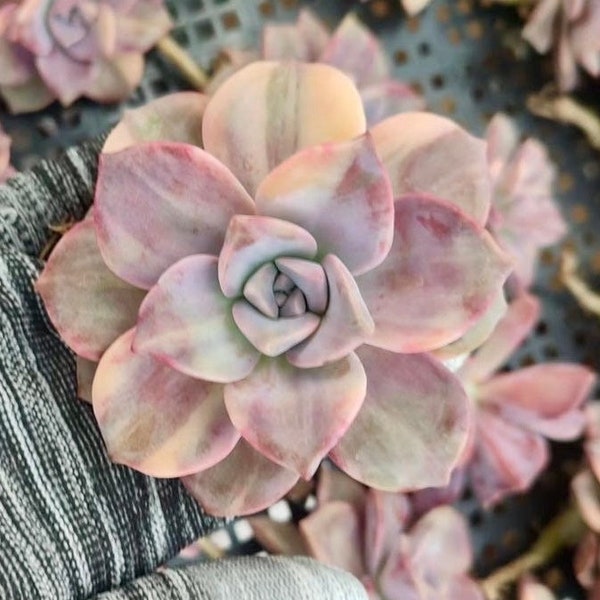 Import Graptopetalum Purple Delight variegated/rare plant/succulent collection/ship bare roots