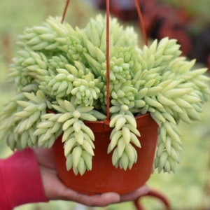 6” pot Sedum morganianum/donkey tail/burro’s tail/easy care/ good for gift