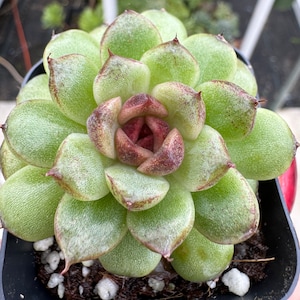 2” pot lmport Echeveria red crystal/rare plant/succulent collection/import succulent/echeveria collection/fully rooted