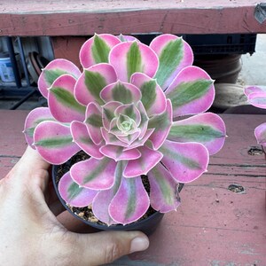 May include: A variegated succulent plant featuring a rosette of fleshy, spoon-shaped leaves. The leaves display a distinct pattern of vibrant pink margins surrounding a central stripe of muted sage green, arranged in a symmetrical, layered formation.
