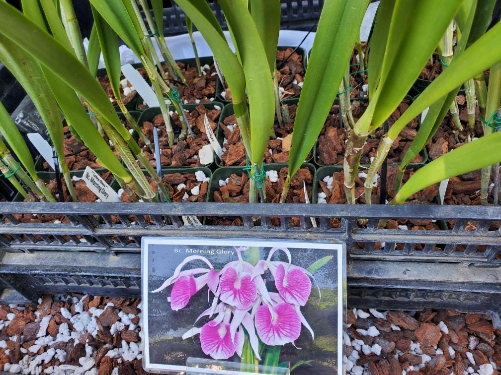 4” Pot Bc. Orchid Morning Glory (brassavola Nodosa X C. Purpurata
