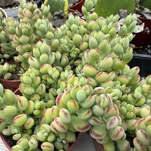 4” pot Cotyledon pendens succulents/ Cliff Cotyledon/chalky, green & white leaves, with slight red tips/beautiful flowers