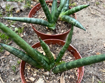 4” pot Sansevieria cylindrica/Dracaena angolensis/synonym Sansevieria cylindrica/cylindrical snake plant/ easy care