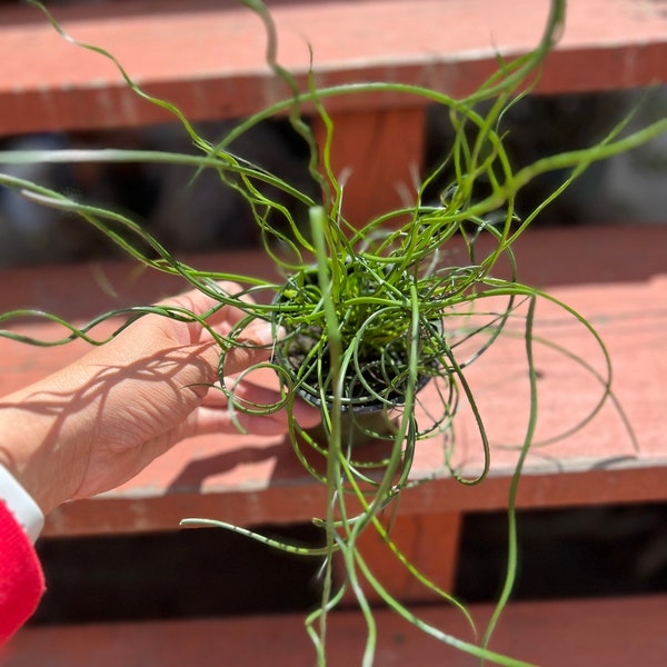 4 or 2 inch pot live plant Corkscrew rush/Juncus effusus/twisted rush/rare plant/curly leaf/Gift/easy care