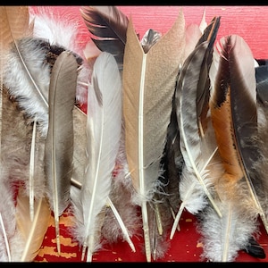 Assorted Medium Feathers- Cruelty Free, from Happy Birds!