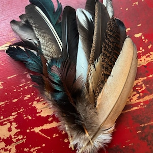 Assorted Medium Feathers- Cruelty Free, from Happy Birds!