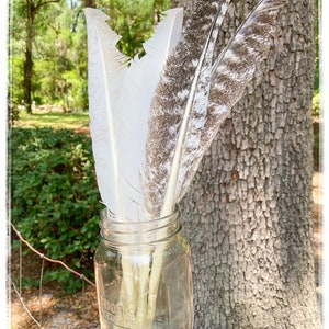 Discounted/Damaged- Assorted Large Feathers- Cruelty Free, from Happy Birds!