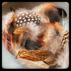 Assorted Small Feathers- Cruelty Free, from Happy Birds! Ethically Sourced, Turkey, Chicken and Guinea Hen for Costume, Cosplay, Crafts