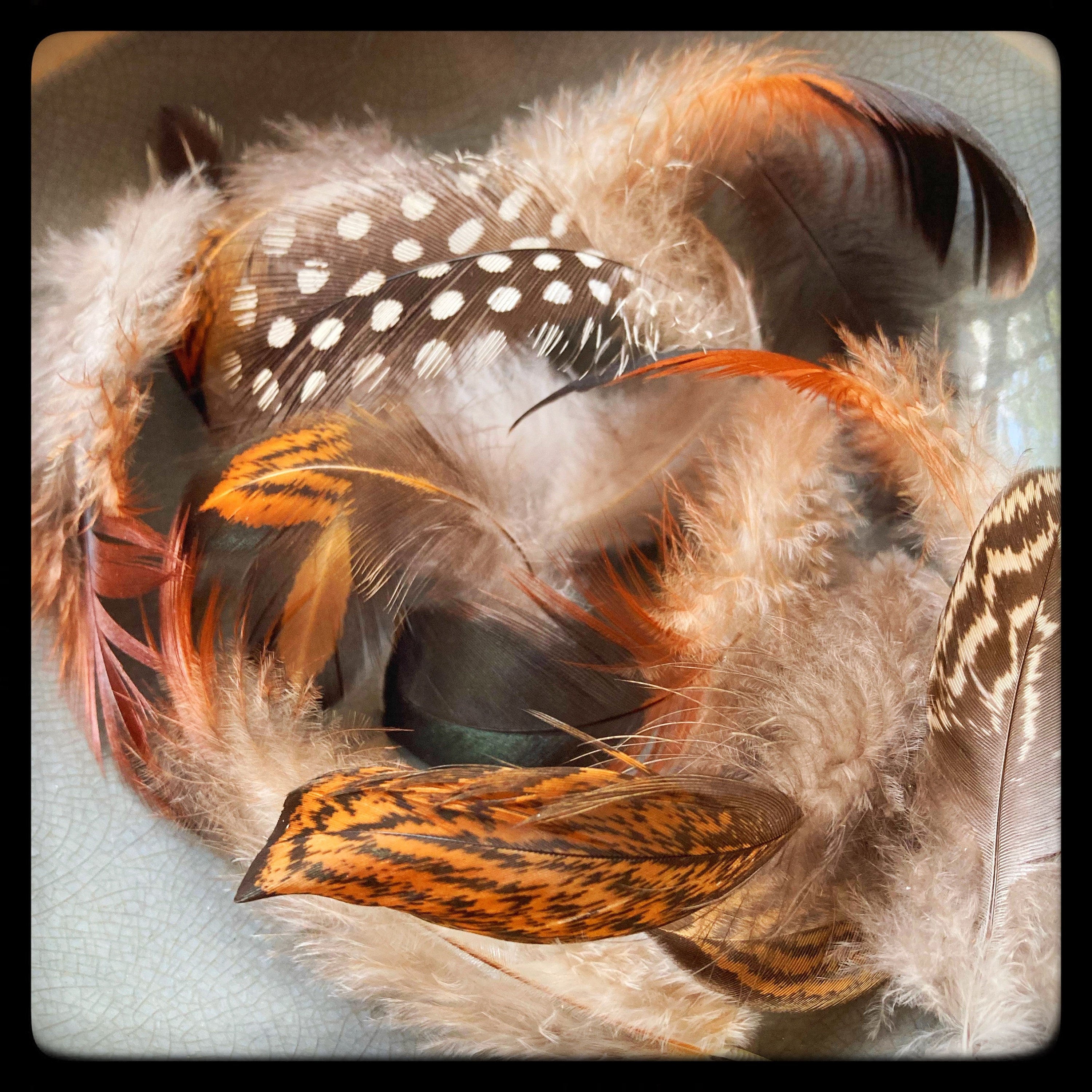Chicken print fascinator clip on Funny Chicken 6+6 PNG Clip Art Bundle Sublimation & Clipart  main image 4