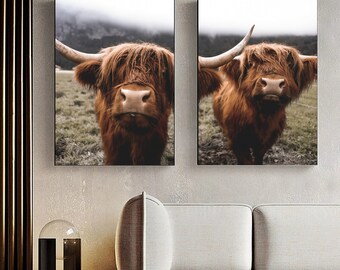 Schottische Highland Kuh Druck