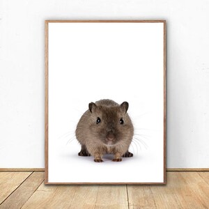 Brown Gerbil Portrait