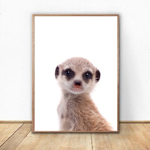 baby meerkat picture