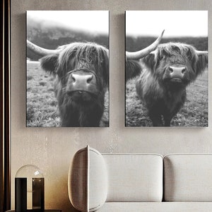 Scottish Cattle Photography