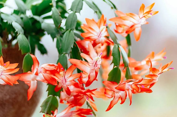 6pot Orange Christmas Cactus Zygocactus Plant live - Etsy