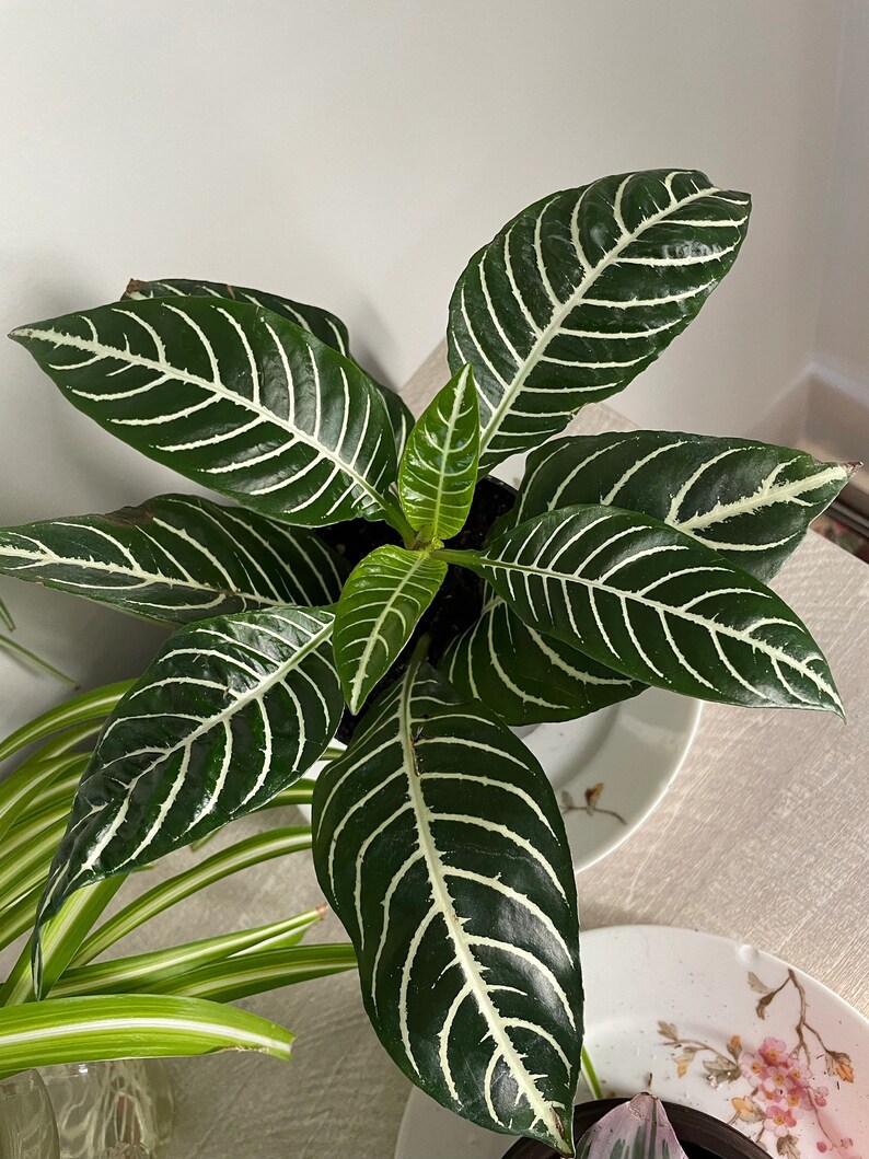 Aphelandra Snow White Zebra Plant Exotic/ 4 Zebra House Etsy