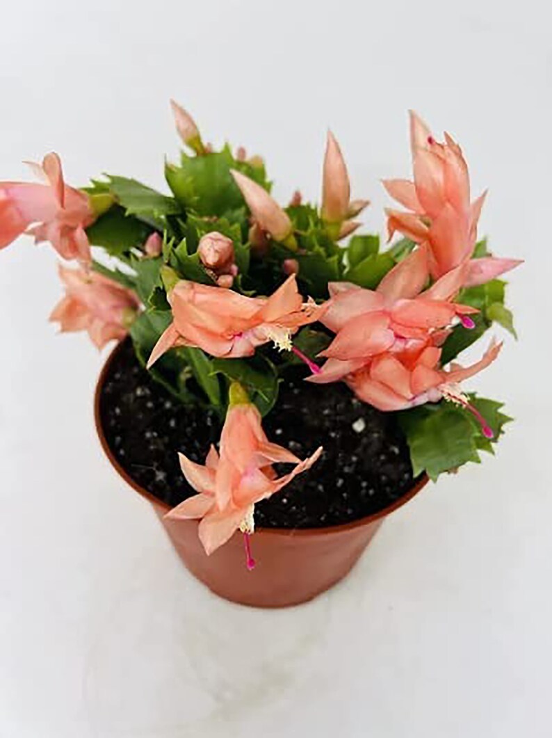 6pot Orange Christmas Cactus Zygocactus Plant live - Etsy