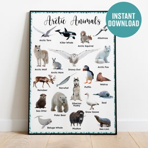 Cartel de animales árticos, DESCARGA INSTANTE Cartel Montessori, Cartel Montessori imprimible, Cartel de aprendizaje, Educativo Montessori